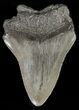 Bargain, Megalodon Tooth - South Carolina #47604-1